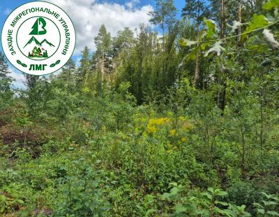 Своєчасні рубки догляду за лісом – запорука вирощування стійких деревостанів