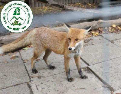 Регулювання чисельності диких тварин задля безпеки мешканців області