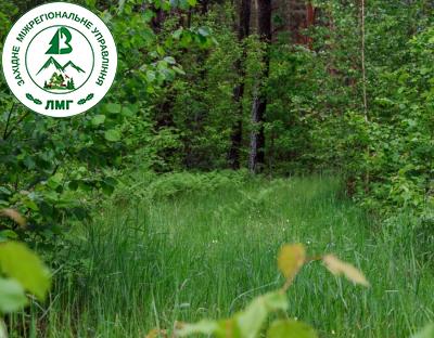 Збереження самосійних лісів: діяльність Держлісагентства та позиція громад