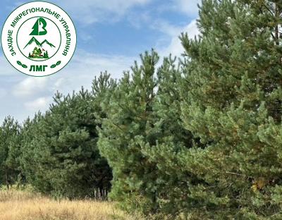 Розорати самосійний ліс: які ризики та можливі наслідки для громади потягне за собою таке рішення? Відповідь Голови Держлісагентства  у відео.