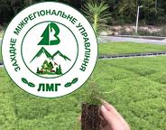 Анонс: стартує акція зі створення лісів на Львівщині